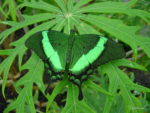 Emerald Swallowtail