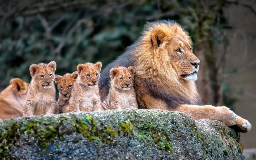 desktop wallpaper animals nature Elegant lion Nature Animals Baby Animals Wallpapers HD Desktop and